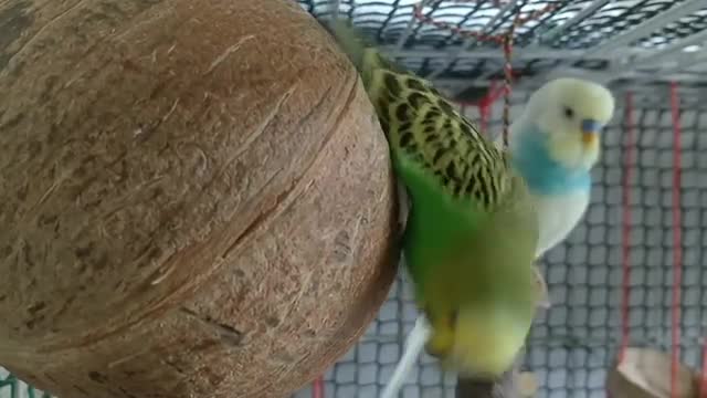 Cute Bird Trick - Funny Parrot and Bird Videos - Funny Parrots Compilation 2022