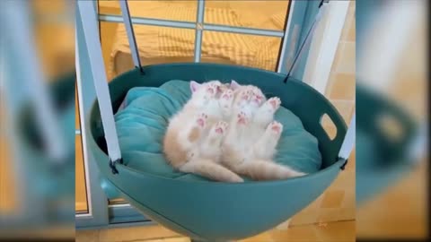 Funny and Cute Cat's Life