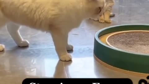 Small Cat Meets Big Cat at the Zoo