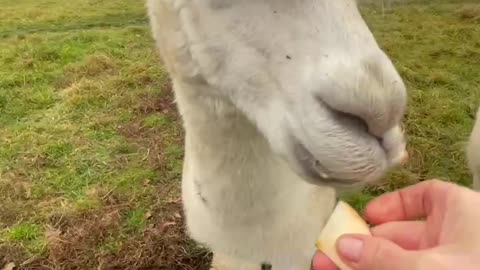 Alpaca 🦙