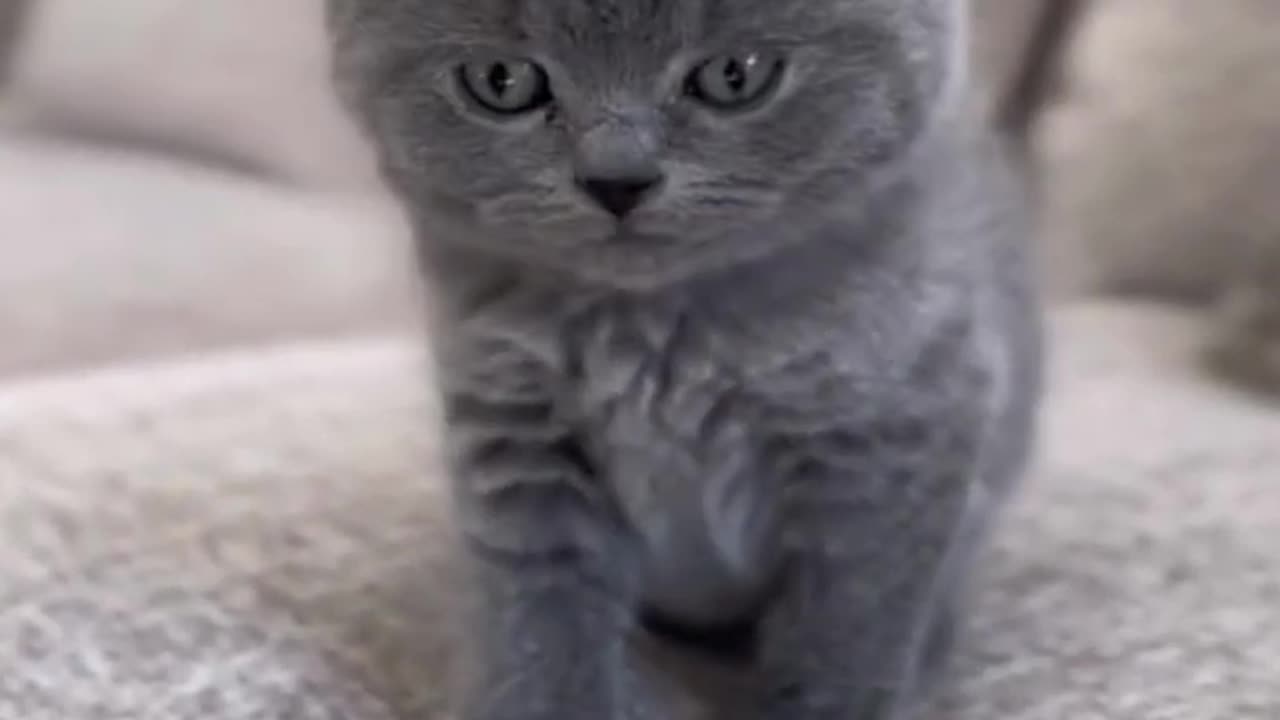 Funny cats compilation