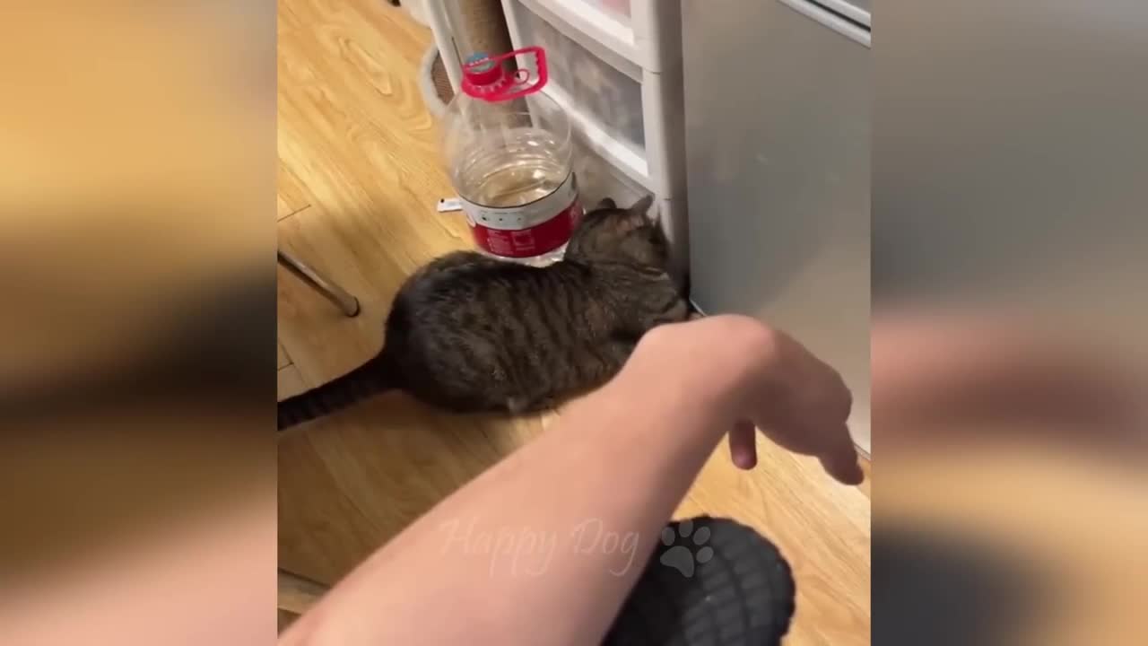 Funny animals - Funny cats / dogs - Funny animal videos 265