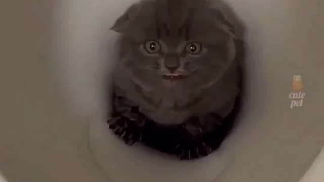 This kitten got starck in the toilet