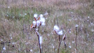 Milkweed