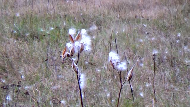 Milkweed