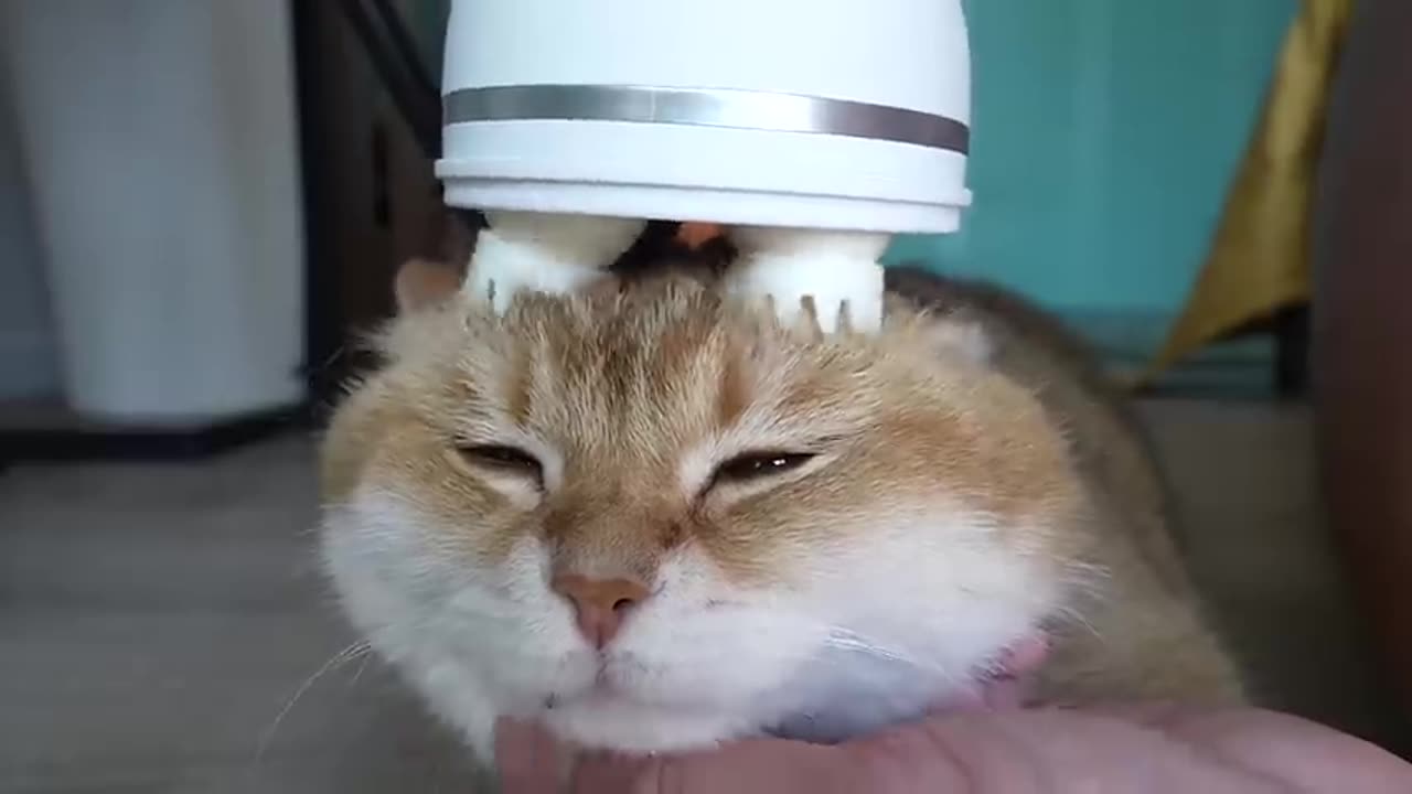 funny cats massage video