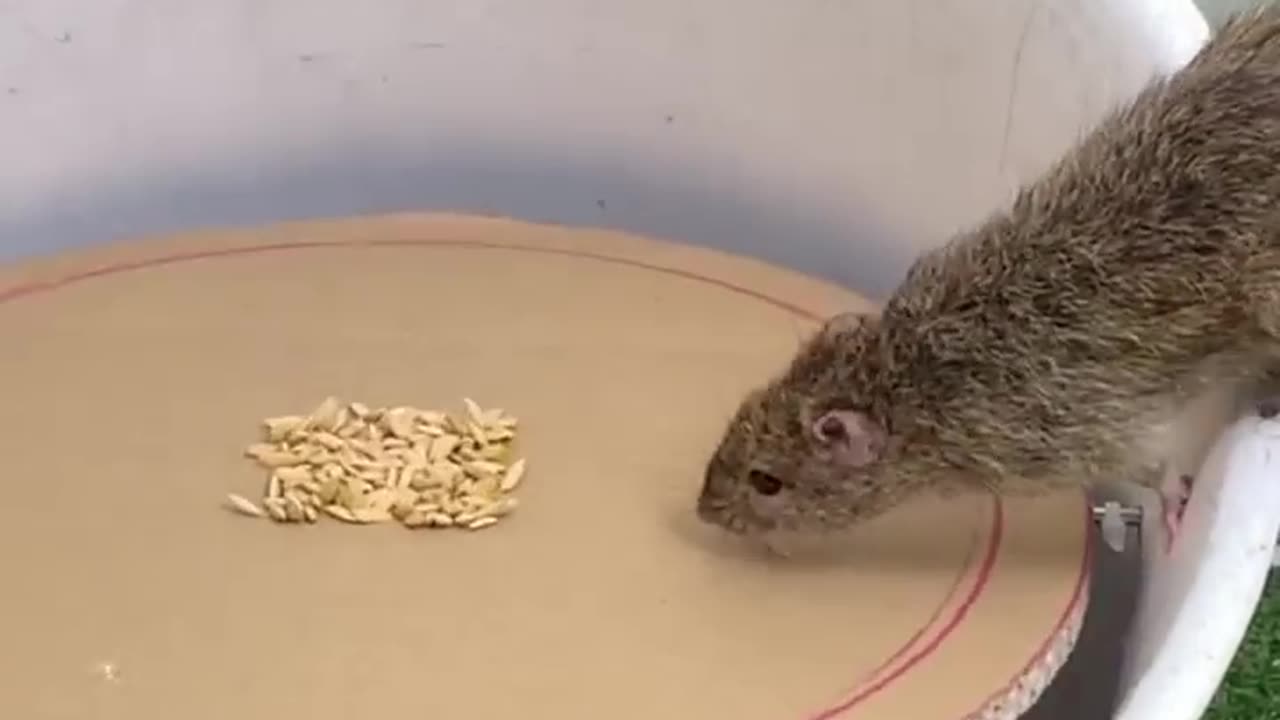 Awesome mousetrap ideas from plastic and cardboard bukets. Rat trap