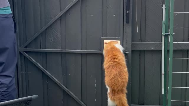 Cat Cleverly Escapes Enclosure