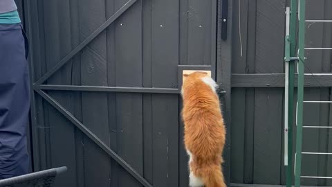 Cat Cleverly Escapes Enclosure