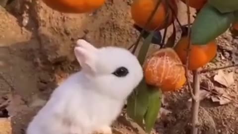 Best Funny Animal Videos of the year