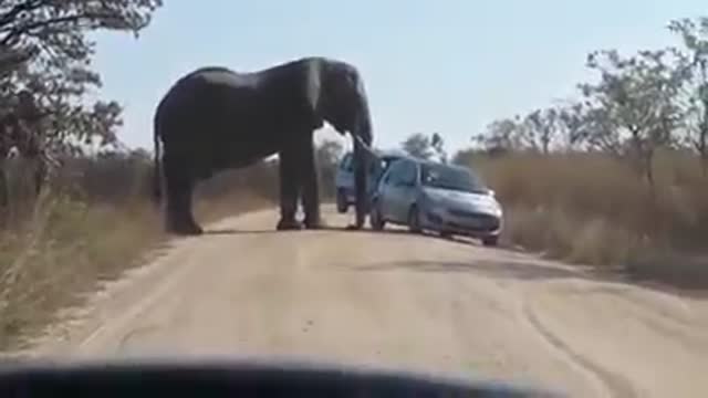 Surviving an Elephant in Afrika