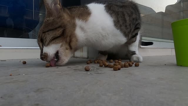 Big cat meowing and purring for attention