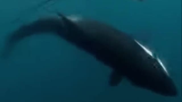 What a rude orca🙄😡.