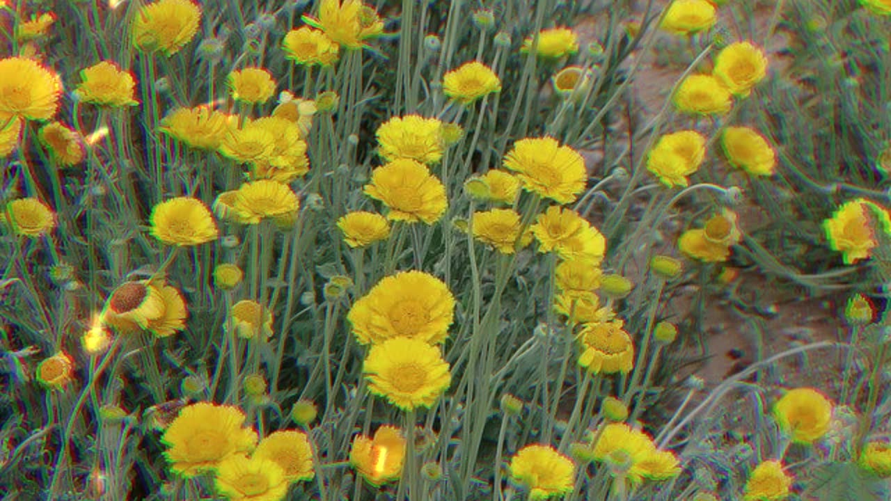 The Resilience and Beauty of Desert Marigold