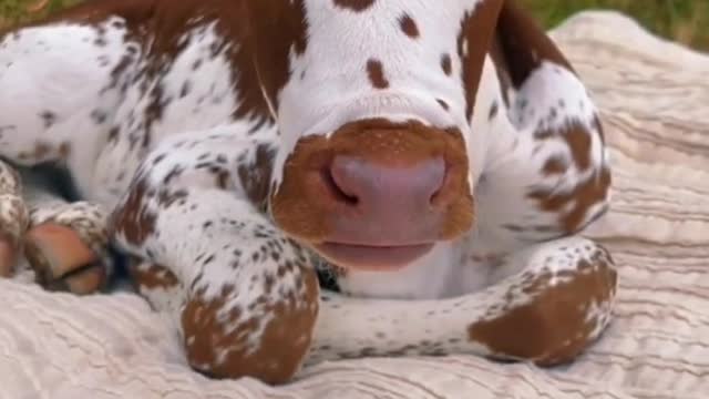 Take a look at This little moos 😍 Drop heart "❤" in comments for this little beauty