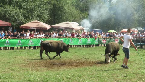 Zeko Malj od Hodžića vs Sokol od Hrgote Lugovi 2024