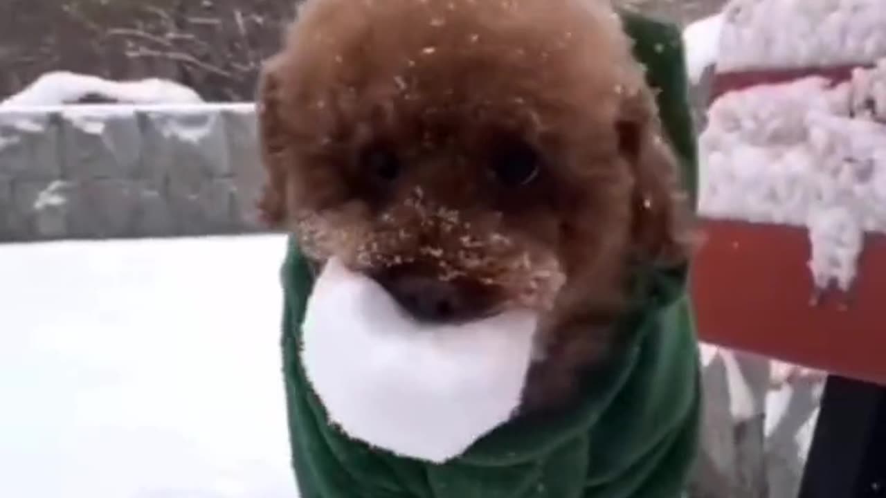 Cute and Funny Dogs #AdorablePets #Dogs #Funny and Cute Pets