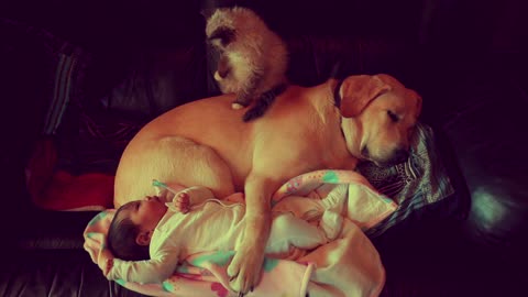 Baby, kitten and puppy preciously cuddle together