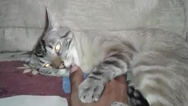 cat getting tummy tickled