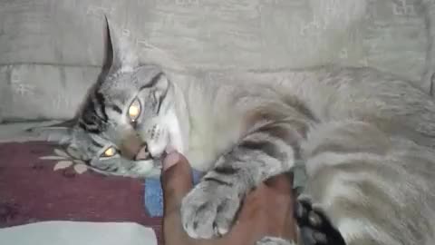 cat getting tummy tickled