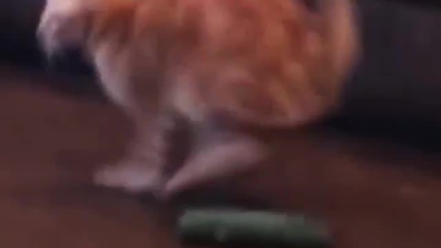 When Cats See A Cucumber