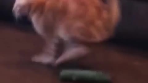 When Cats See A Cucumber