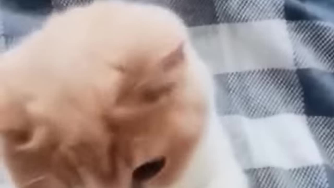 Funny animal video