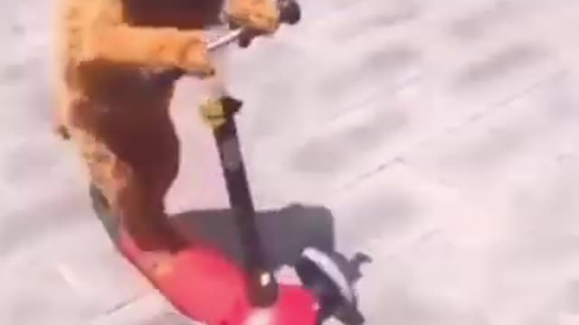 Dog playing video