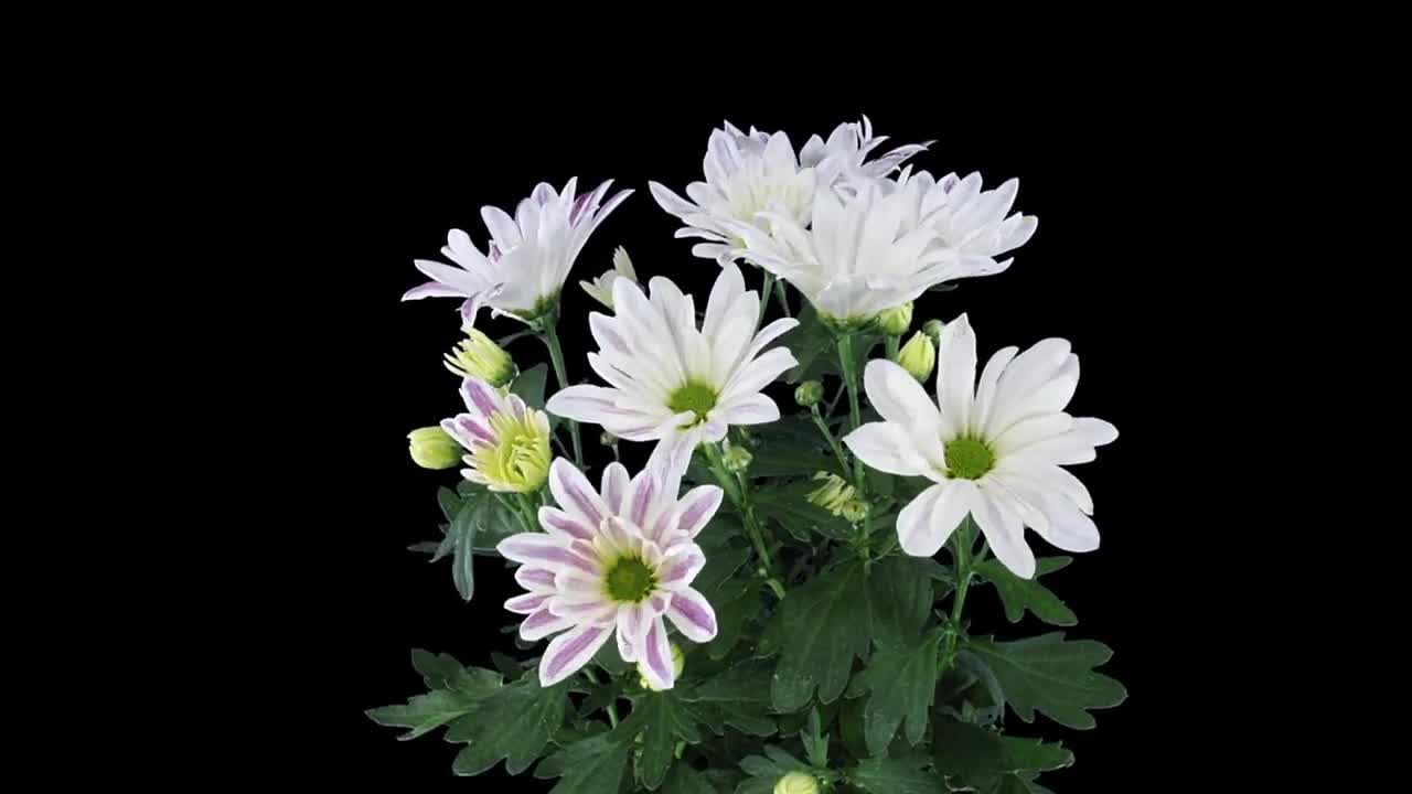 FREE VIDEO - Chrysanthemum Flower Blooming