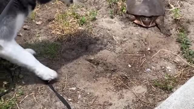 Husky THROWS TANTRUM When ATTACKED By Giant Turtle!!!