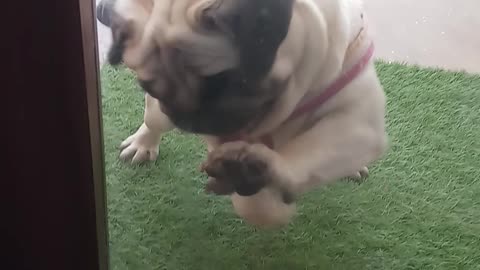 My pug dog reacts to artificial mouse 2021