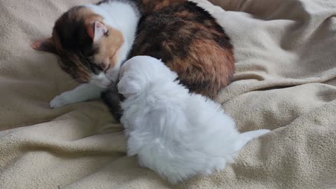 beautiful Cat and Puppy.