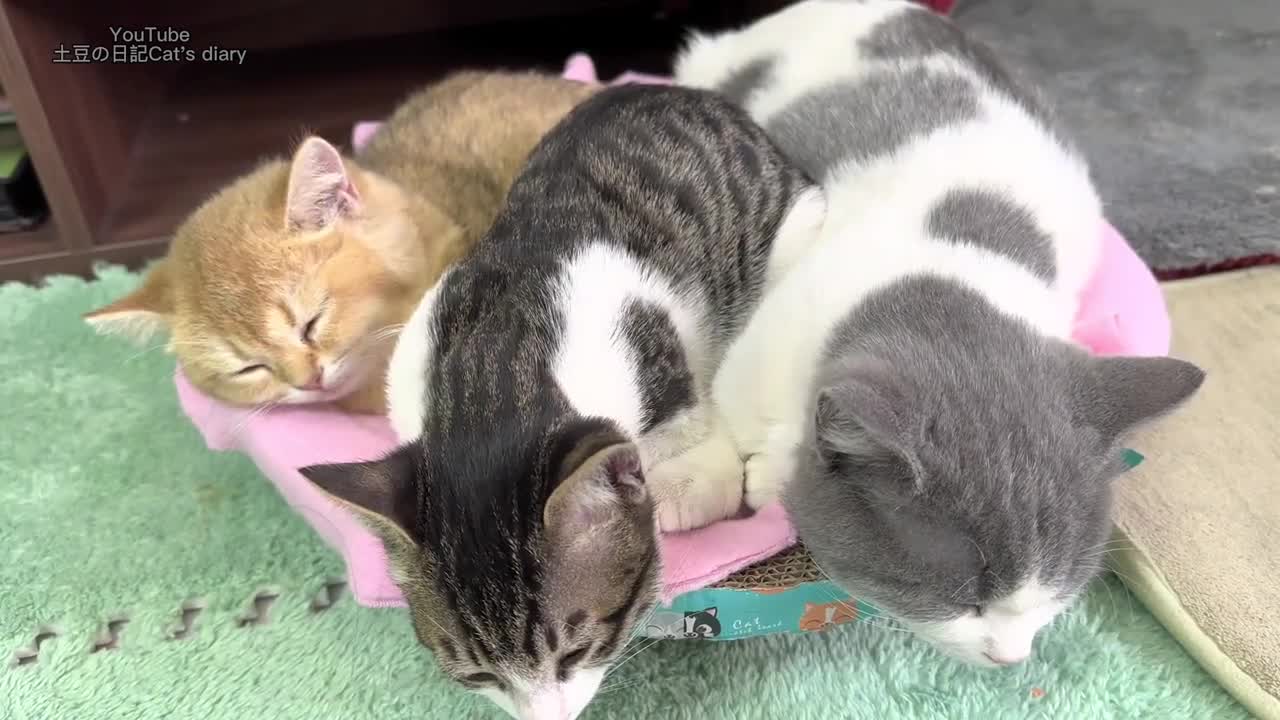 Let me introduce the three kittens I adopted in detail. kitten without mother.She loves ducklings.