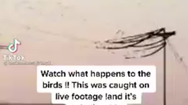 Watch what happens to the birds