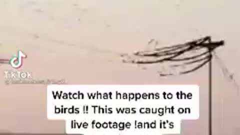 Watch what happens to the birds
