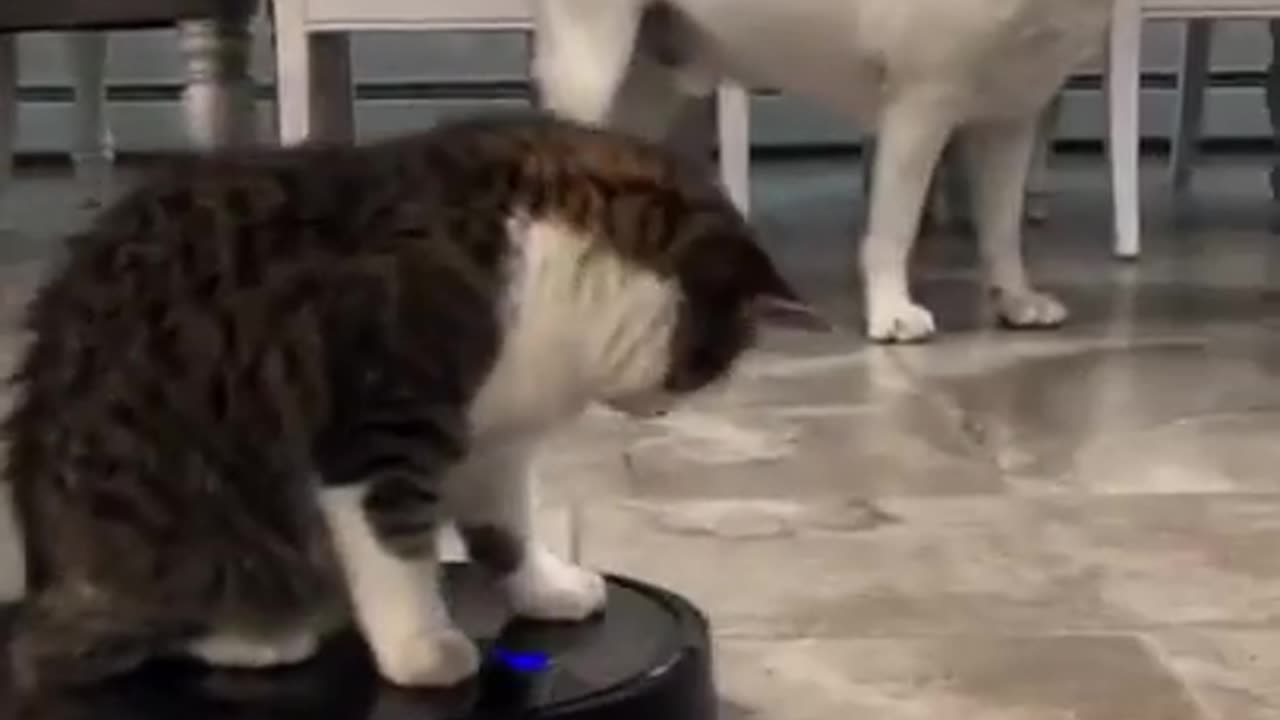 Smart cat