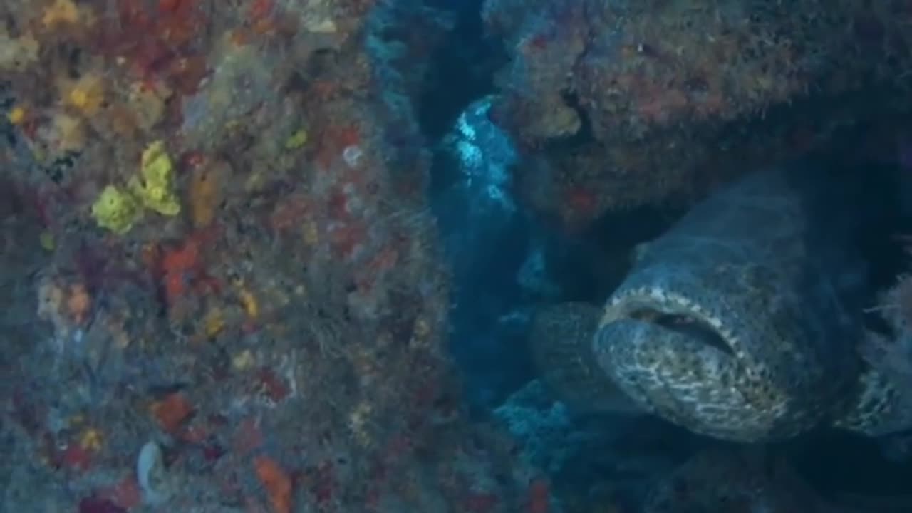 Big Grouper Fish