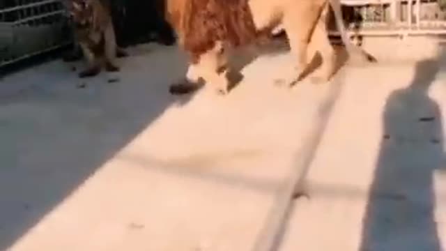 Tiger tries to attack lion