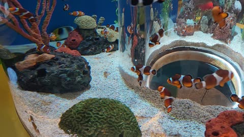 Clown fish, Ripley'saquarium