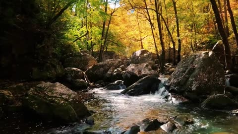 Beautiful River Water Flowing Alone jungle