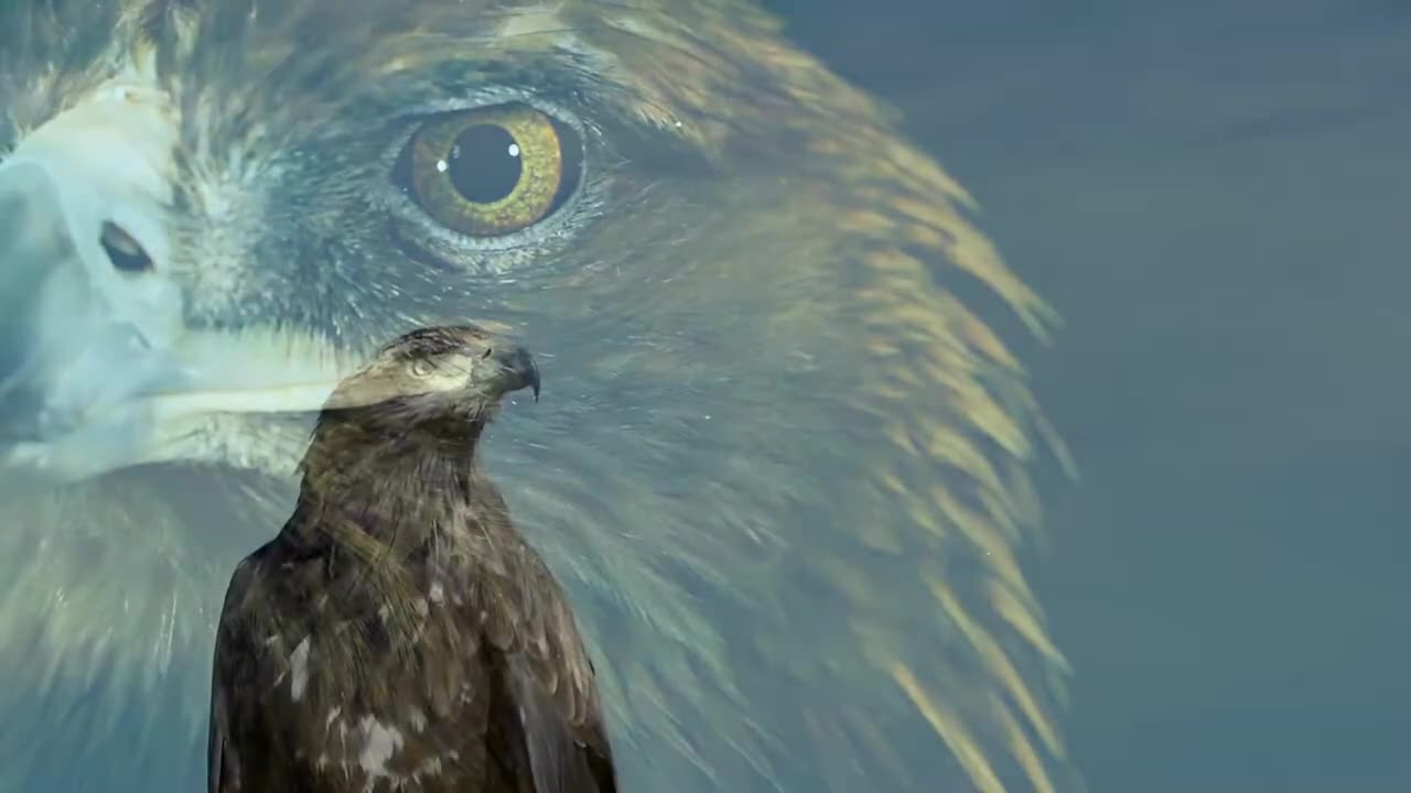 Golden Eagle | Hawk | Birds | Fight | No Copyright Video | Stock Footage