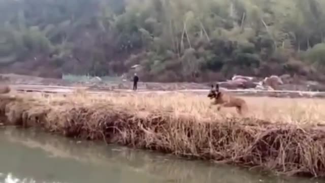 Flying Dog Jumps into the river