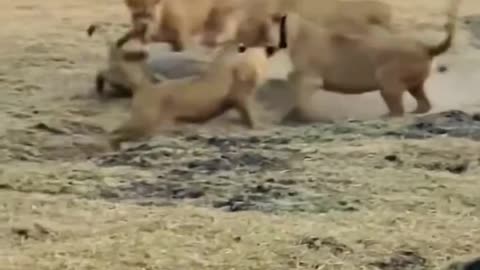 lion vs crocodile