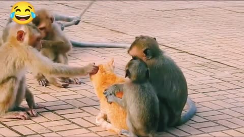 🐒Monkey and 🐕Dog fight! Funny video! Animals fight!