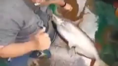 This is a beautiful and charming water-dwelling species