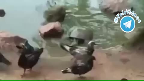 Turtle hunting