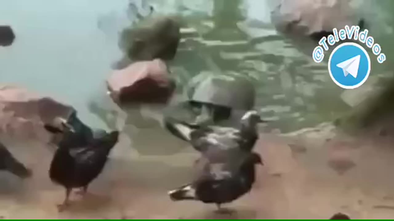 Turtle hunting