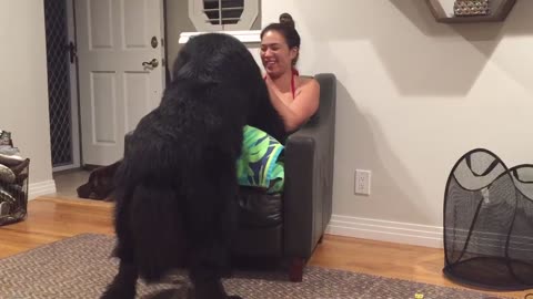 Massive Newfoundland thinks he’s a tiny lap dog!