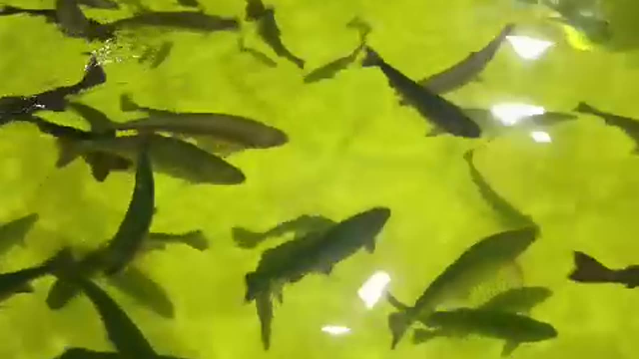 Rainbow Trout