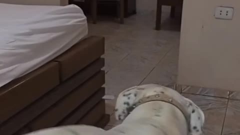Trend pra pra pra pra